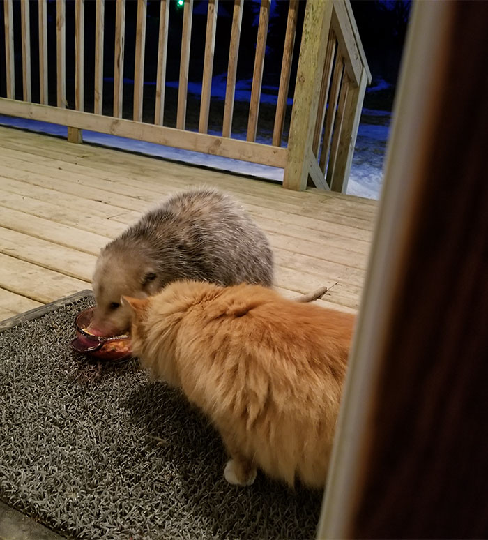 Possum Tries To Steal Cat’s Food, And Cat’s Reaction Is Priceless (7 Pics) Possum Tries To Steal Cat’s Food, And Cat’s Reaction Is Priceless (7 Pics)