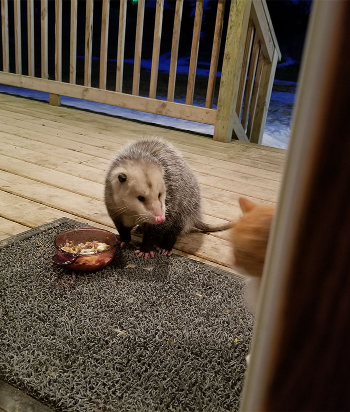Possum Tries To Steal Cat’s Food, And Cat’s Reaction Is Priceless (7 Pics) Possum Tries To Steal Cat’s Food, And Cat’s Reaction Is Priceless (7 Pics)