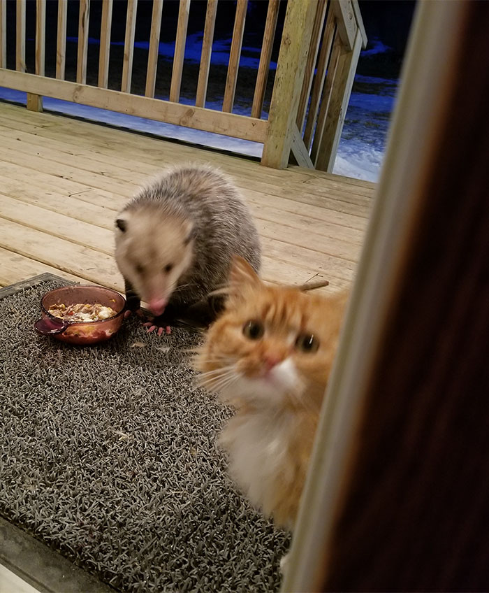 Possum Tries To Steal Cat’s Food, And Cat’s Reaction Is Priceless (7 Pics) Possum Tries To Steal Cat’s Food, And Cat’s Reaction Is Priceless (7 Pics)