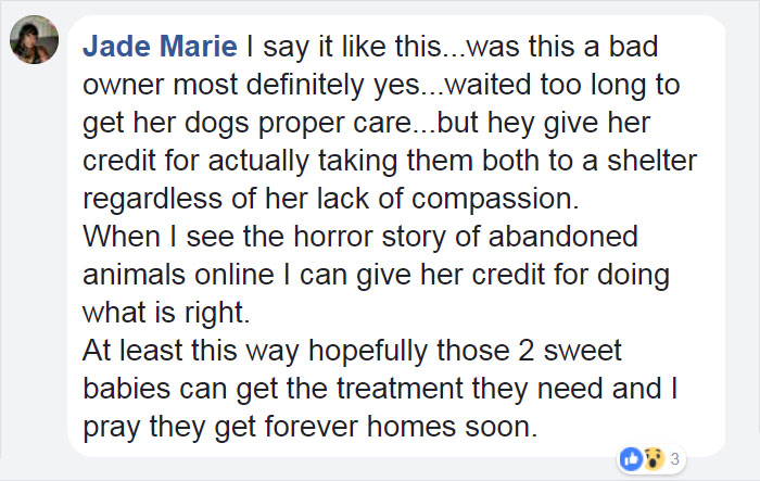 scared-dog-dragged-houston-shelter-truman-23