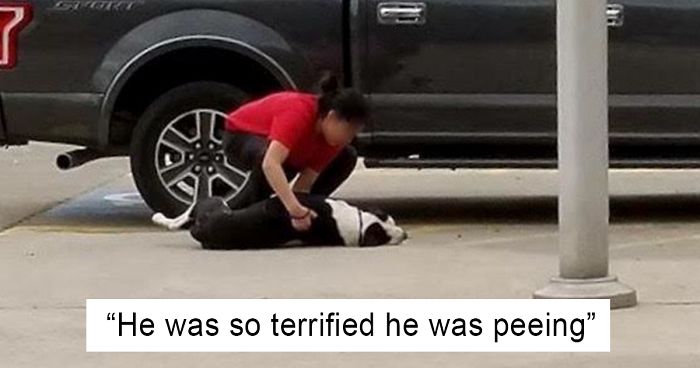 Woman Captures Scared Dog Getting Dragged Into Kill Shelter By Owner, And His Reaction Will Break Your Heart