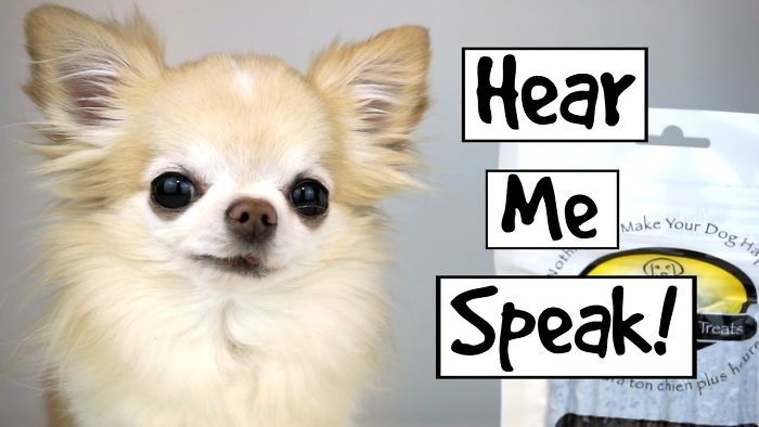 Chihuahua Cedric Tells You About His Favourite Things In Life