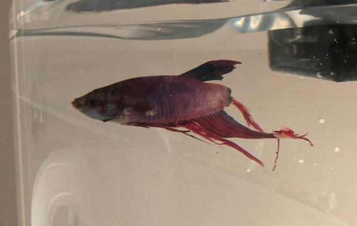 Esta mujer compró un pez que se pudría en Walmart, y tras 4 semanas no podía creer lo que veía