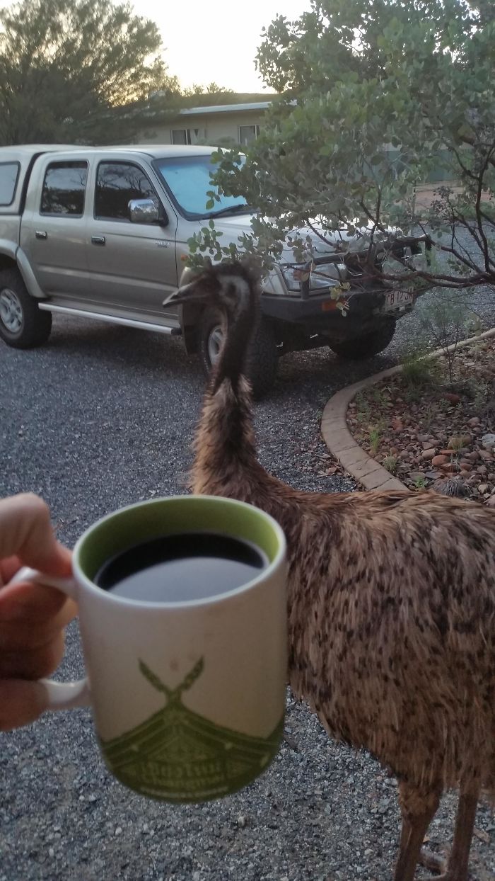 140 Of The Most Unbelievably Smart Things Pets Have Done That Surprised Their Owners