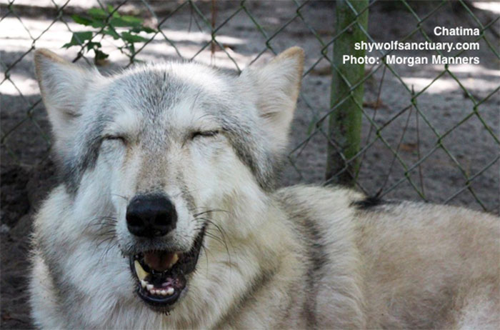 140 Of The Most Unbelievably Smart Things Pets Have Done That Surprised Their Owners