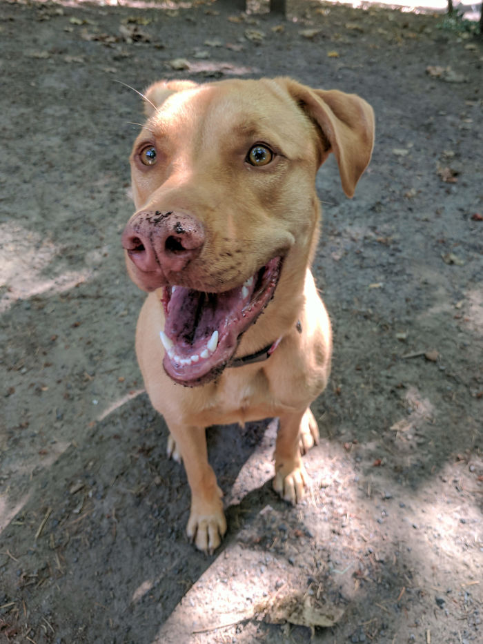 140 Of The Most Unbelievably Smart Things Pets Have Done That Surprised Their Owners