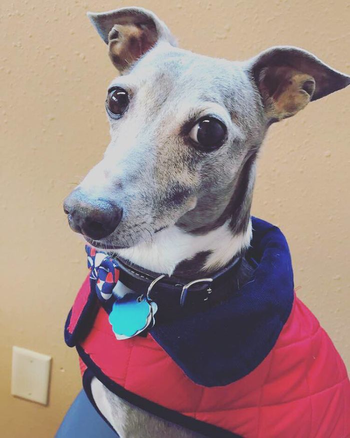 140 Of The Most Unbelievably Smart Things Pets Have Done That Surprised Their Owners