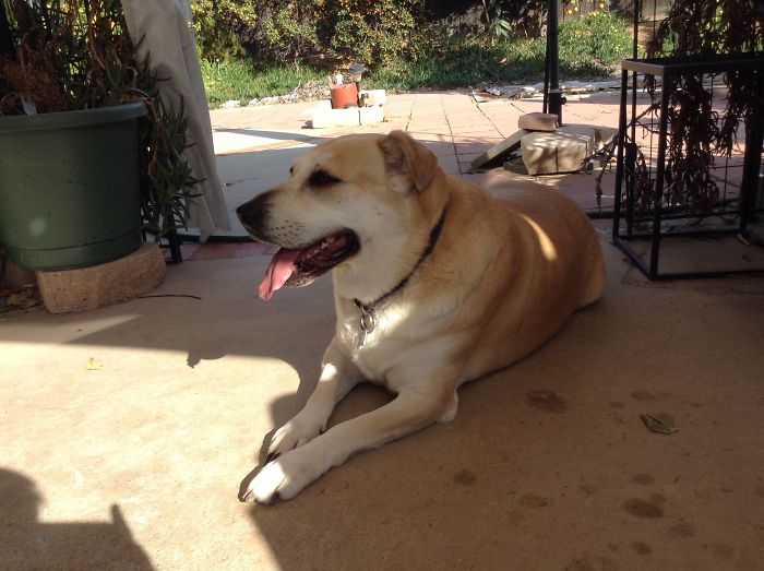 140 Of The Most Unbelievably Smart Things Pets Have Done That Surprised Their Owners