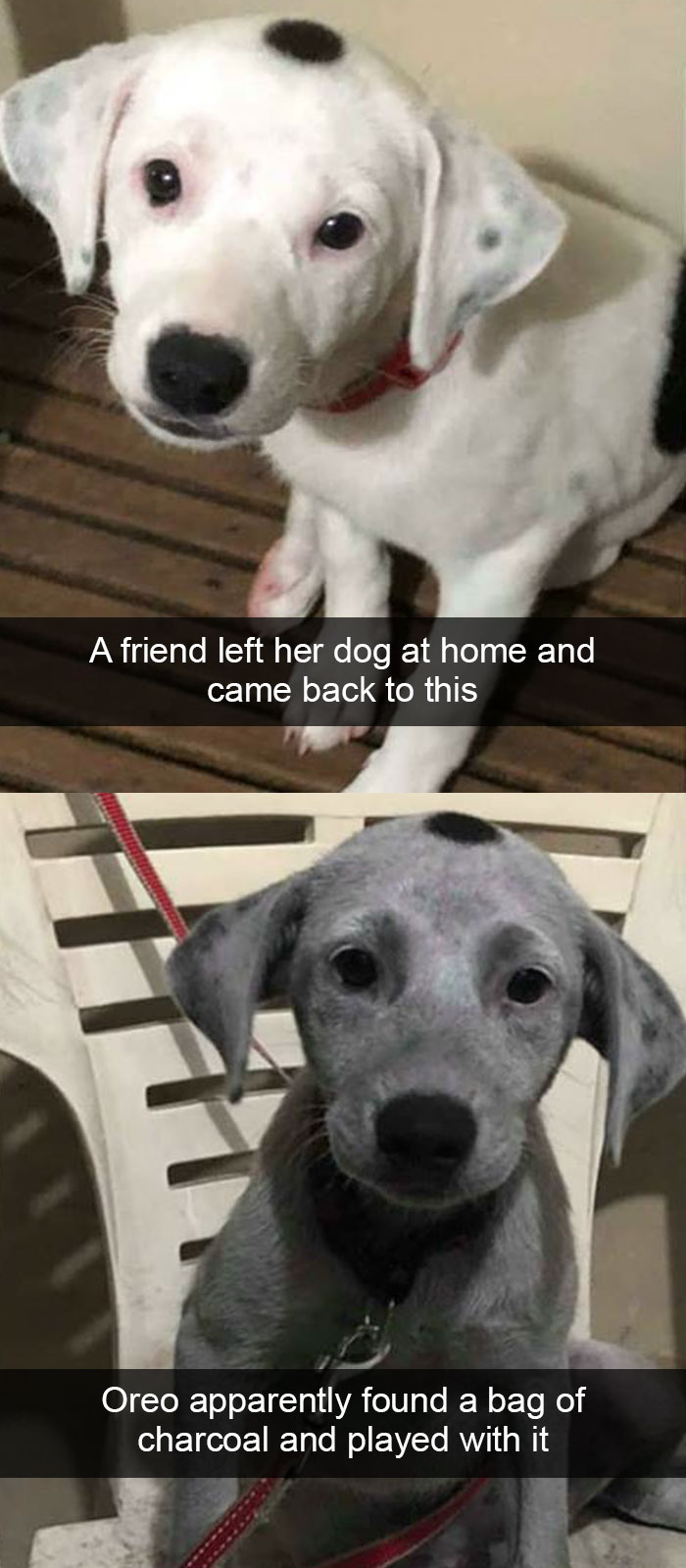 Funny-Dogs-Photos-Snapchats