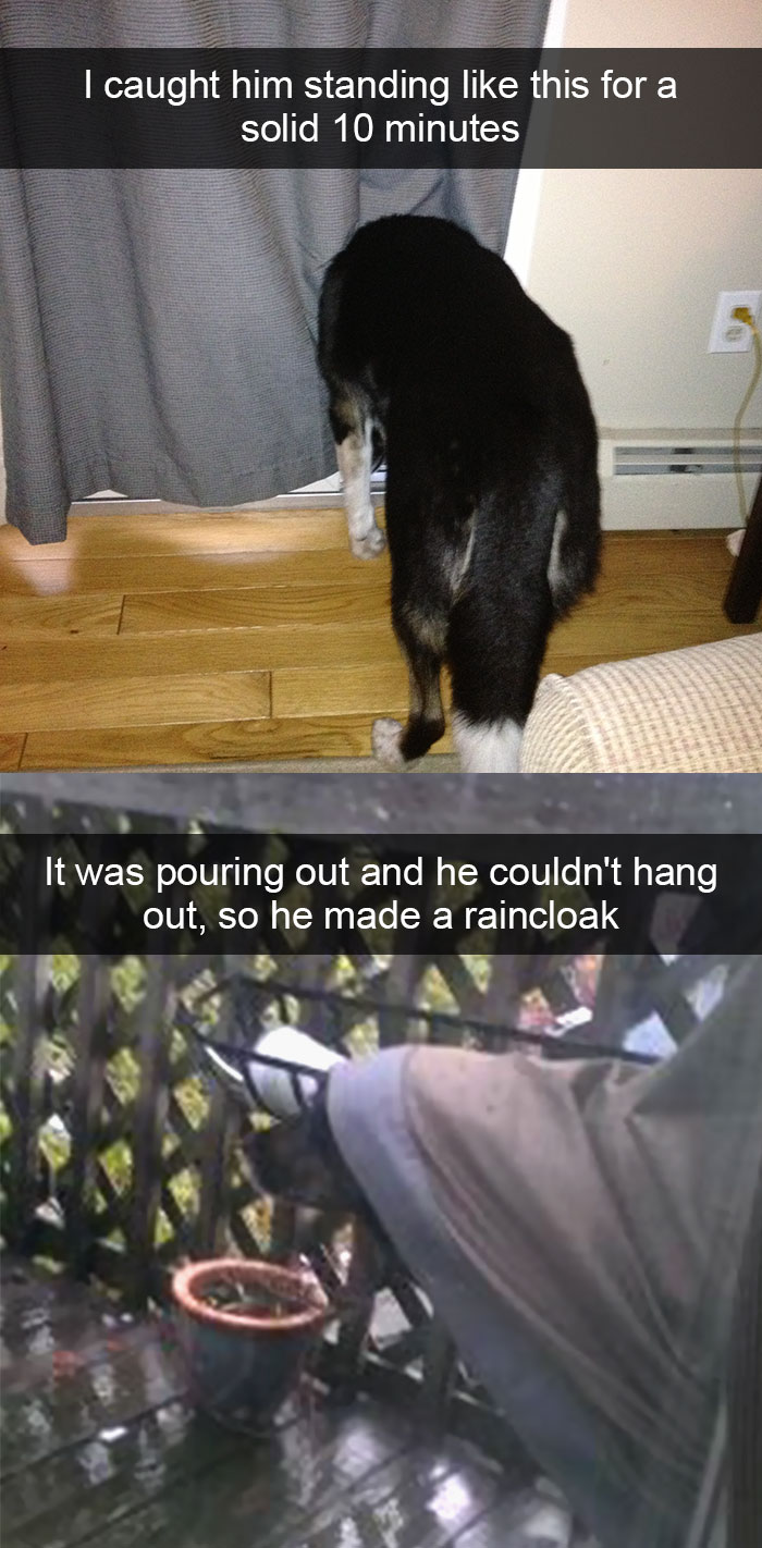 Funny-Dogs-Photos-Snapchats