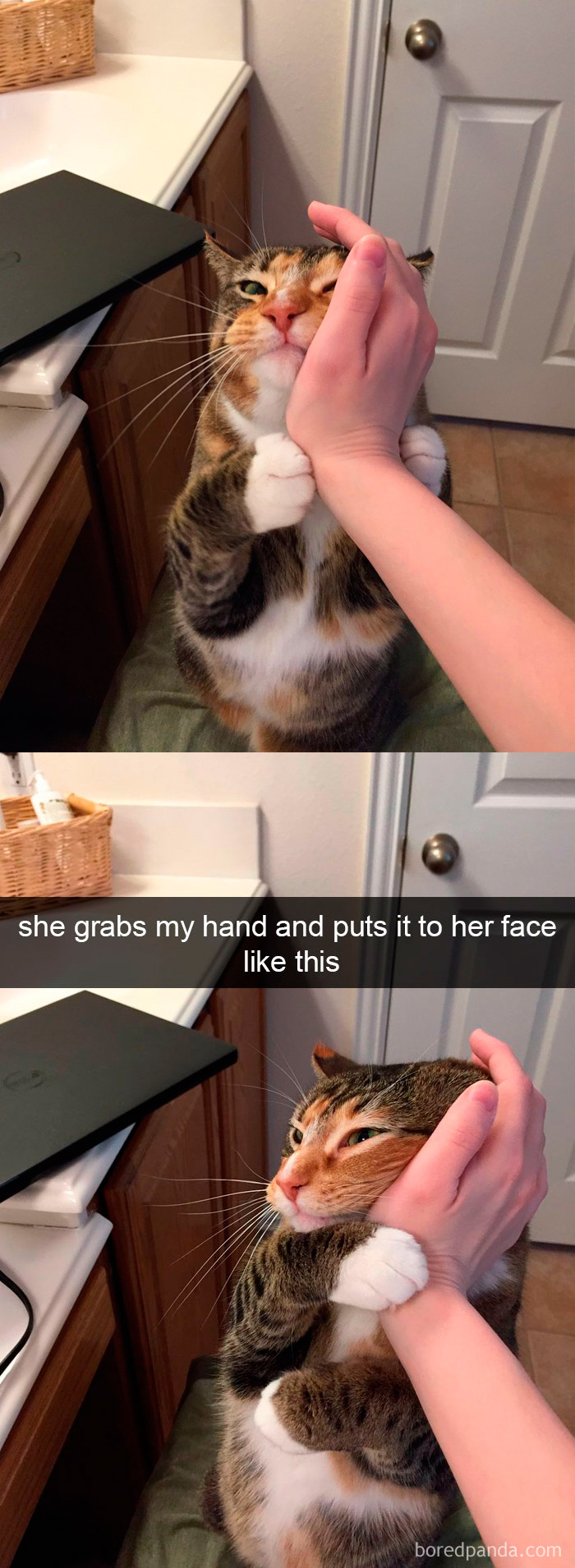 Snapchats Funny Cats