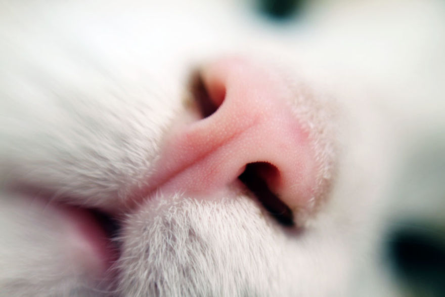 Кошка нос и рот. Носик кота. Кошачий нос. Кошачьи носы крупным планом. Кот с розовым носом.