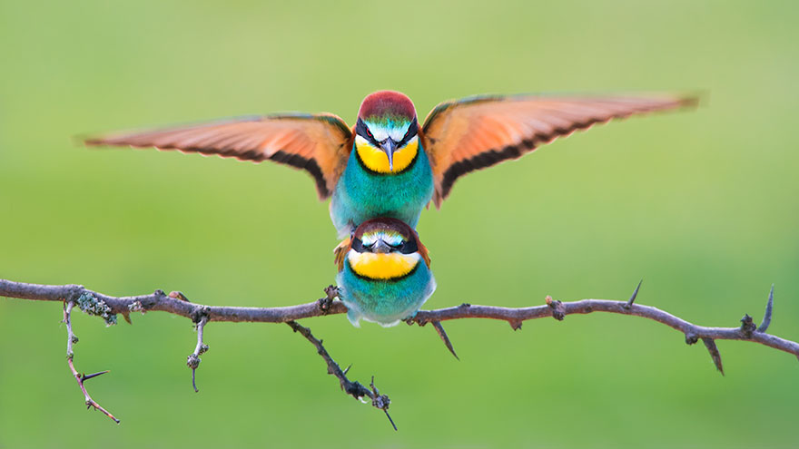 Petar Sabol, Croatia National Award