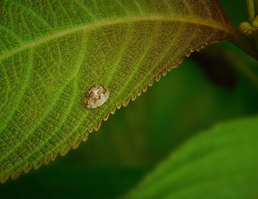 My Macro Photography Tour To Amboli
