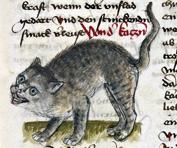 Medieval cat painting with funny, exaggerated features and text in the background.