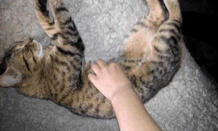 Belly Rubs