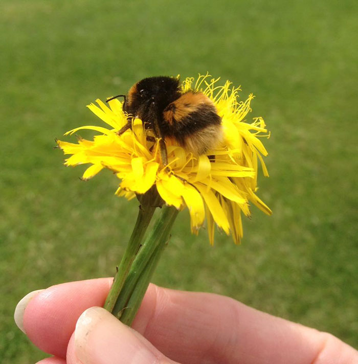 Woman Saves Wingless Bumblebee And Their Friendship Creates Buzz On The Internet