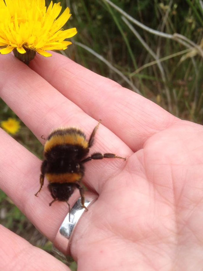 Woman Saves Wingless Bumblebee And Their Friendship Creates Buzz On The Internet Woman Saves Wingless Bumblebee And Their Friendship Creates Buzz On The Internet