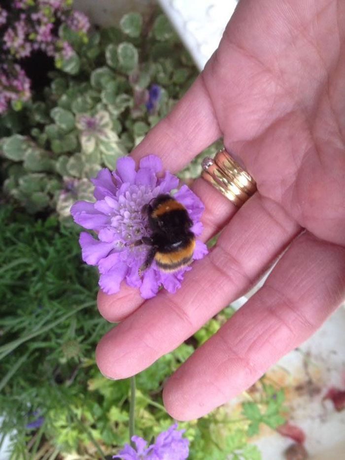 Woman Saves Wingless Bumblebee And Their Friendship Creates Buzz On The Internet