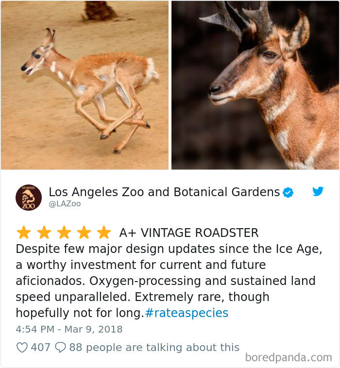 Amazon Animal Review