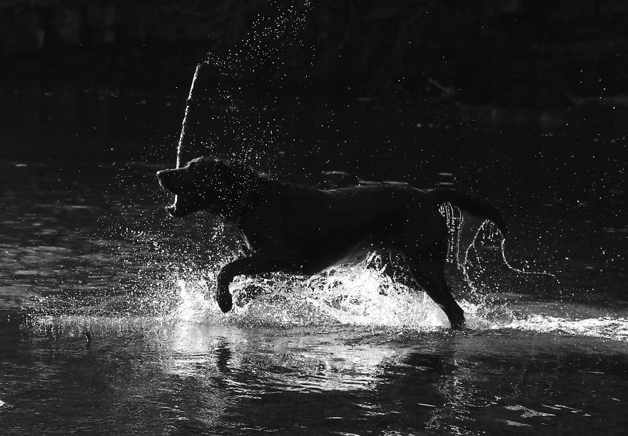Otis The Black Labrador Loves Playing In The River Dee In North Wales
