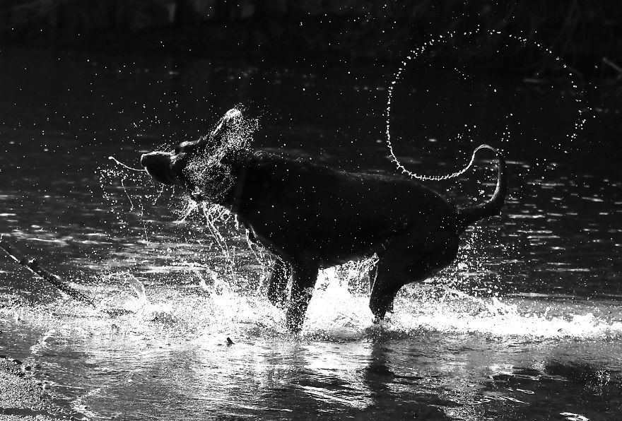 Otis The Black Labrador Loves Playing In The River Dee In North Wales