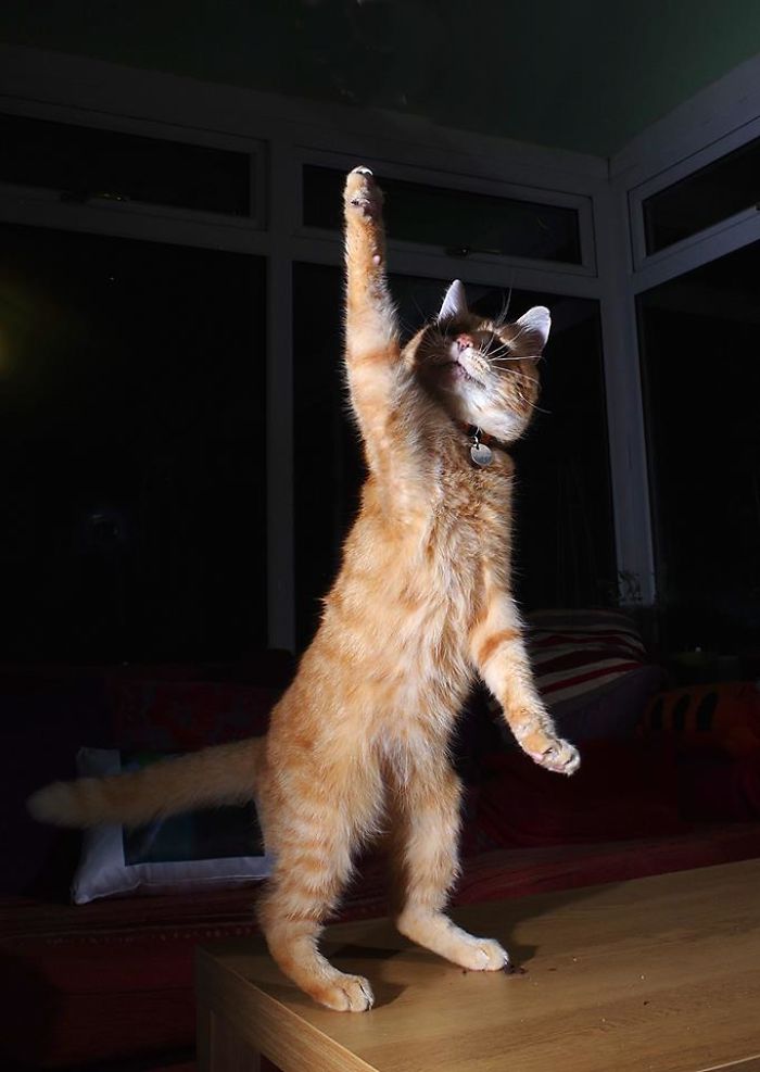 Caturday Night Fever