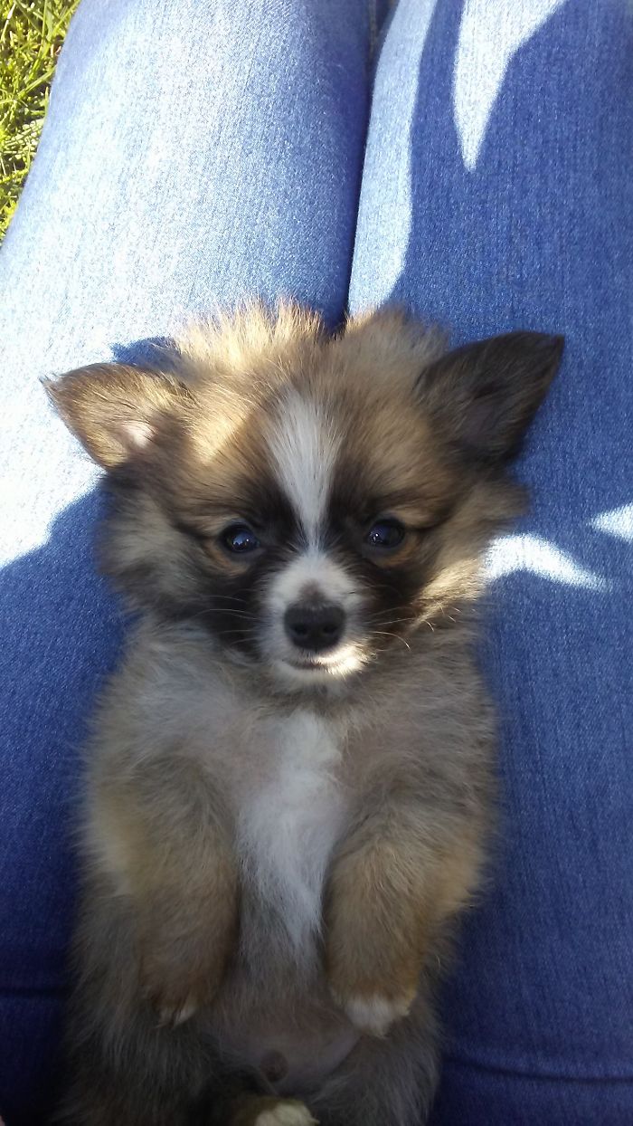 My Sweet Little Odin