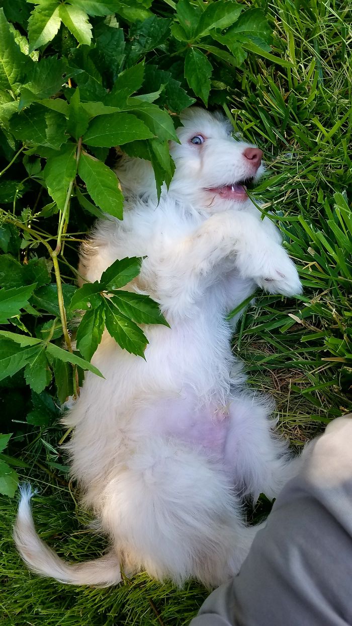 8 Week Beck Discovering Grass The First Time In Our Backyard.