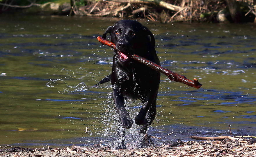 Otis The Black Labrador Loves Playing In The River Dee In North Wales