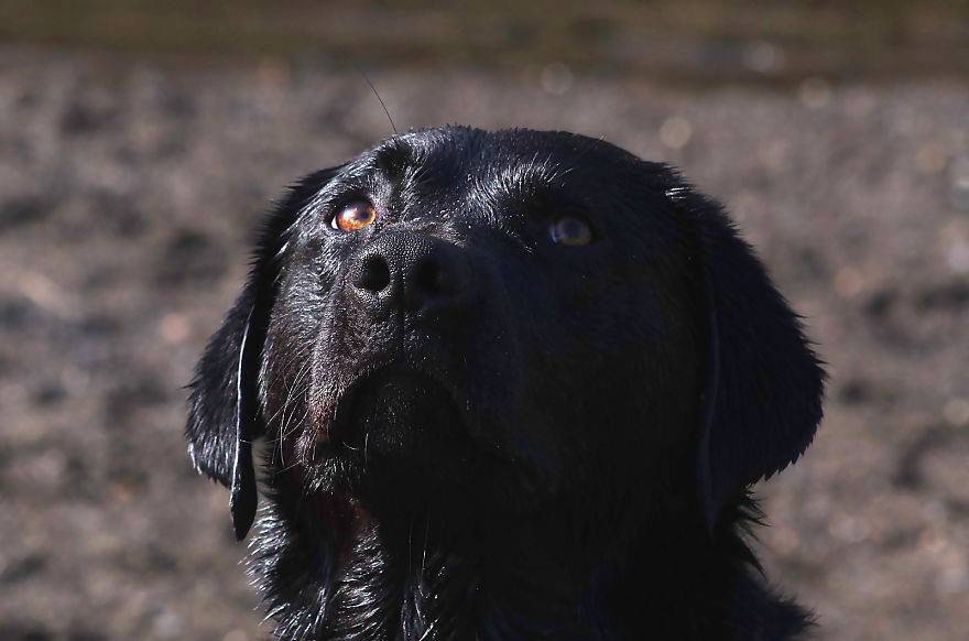 Otis The Black Labrador Loves Playing In The River Dee In North Wales