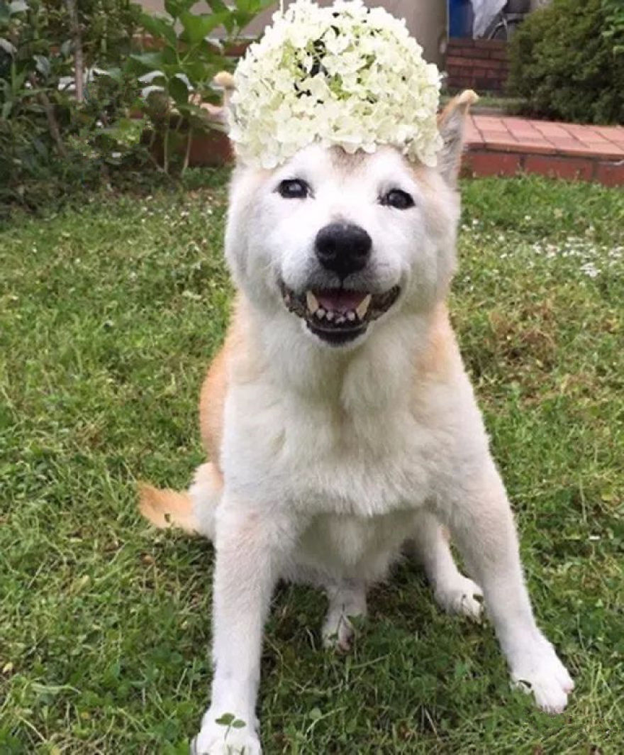 Leaving His Best Cat Friend Alone, The Dog With Alzheimer Went To Heaven&hellip;