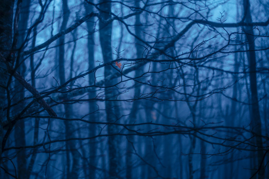 I Shot The Tree Beings