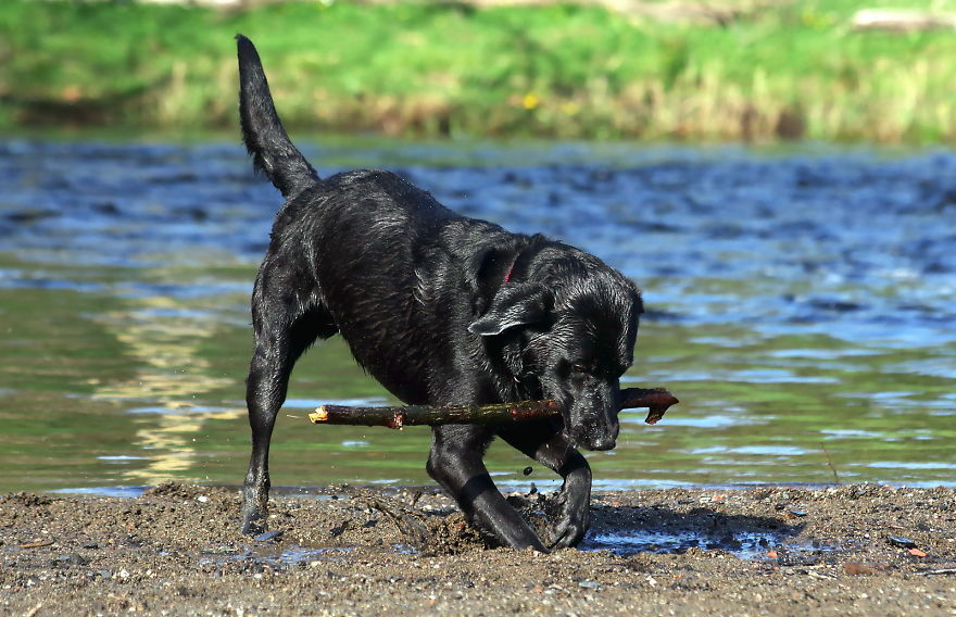 Otis The Black Labrador Loves Playing In The River Dee In North Wales