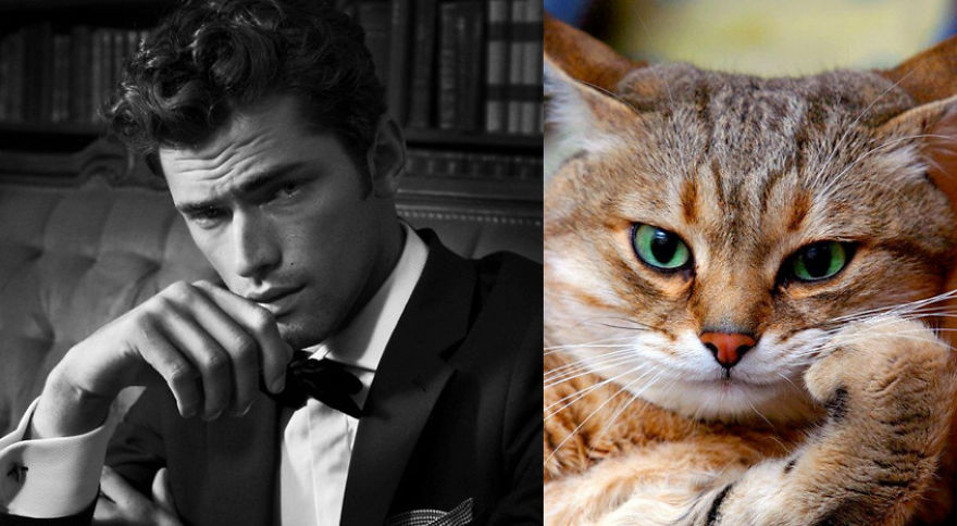 20+ Hilarious Photos Of Male Models And Cats Striking The Same Poses