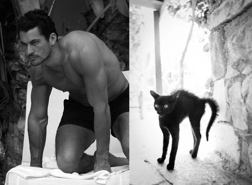 20+ Hilarious Photos Of Male Models And Cats Striking The Same Poses