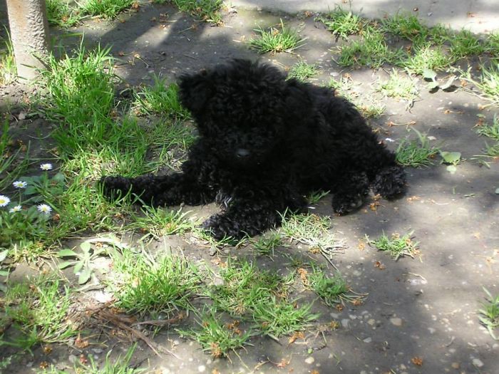 Hungarian, Puli, Fluffy Puppyboy.