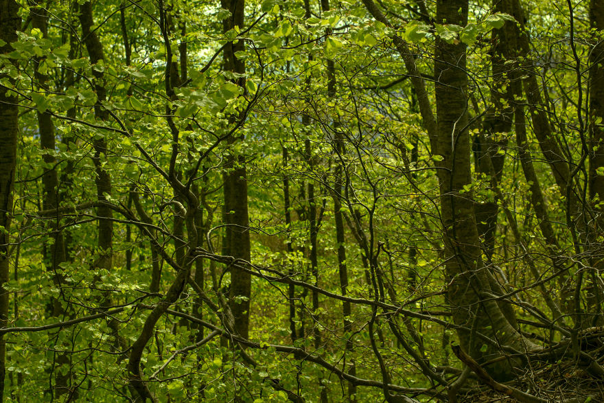 I Shot The Tree Beings I Shot The Tree Beings