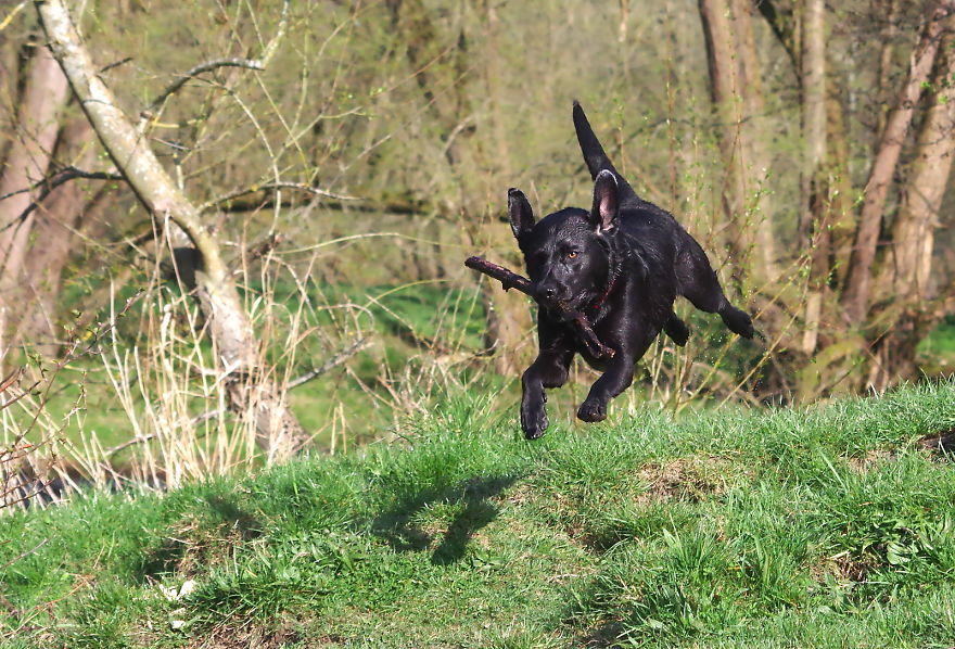 Otis The Black Labrador Loves Playing In The River Dee In North Wales
