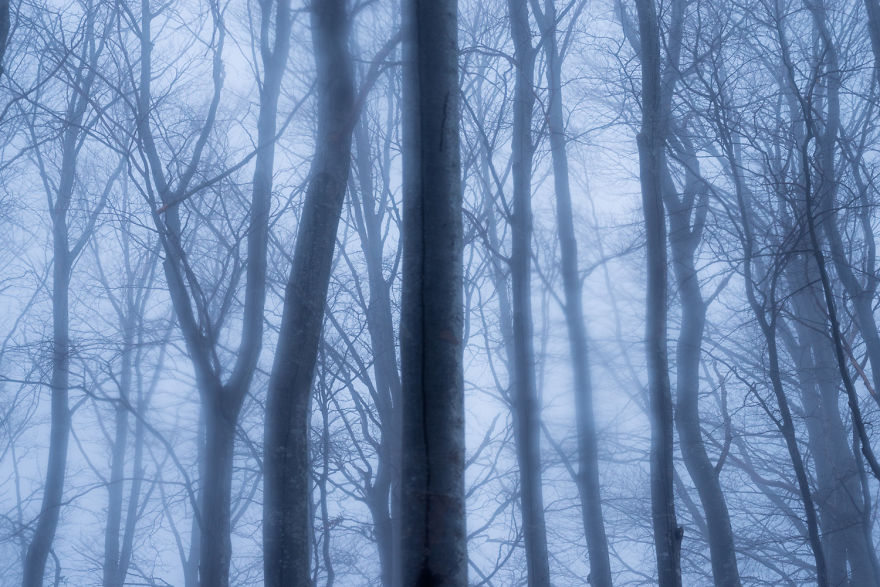 I Shot The Tree Beings I Shot The Tree Beings