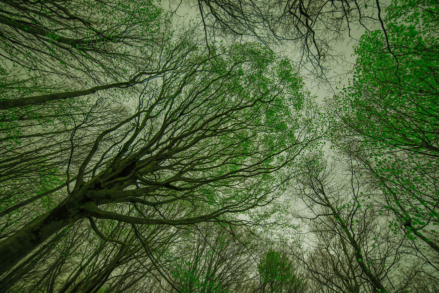 I Shot The Tree Beings I Shot The Tree Beings