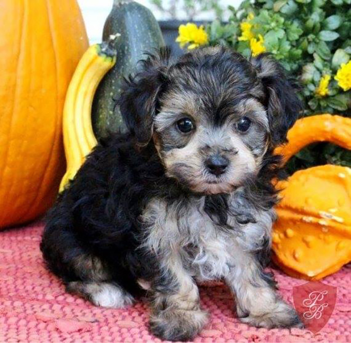 Meet Shecky Shmenkman, My Nutjob Yorkipoo.