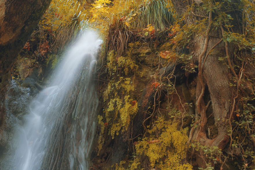 I Shot The Tree Beings I Shot The Tree Beings