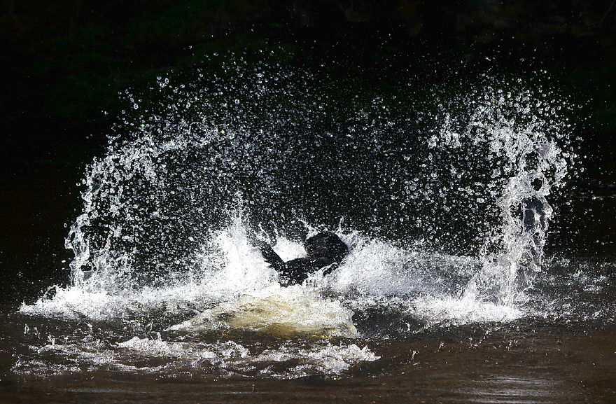 Otis The Black Labrador Loves Playing In The River Dee In North Wales