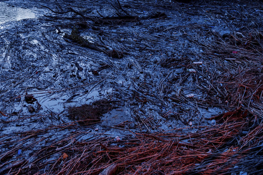 I Shot The Tree Beings I Shot The Tree Beings