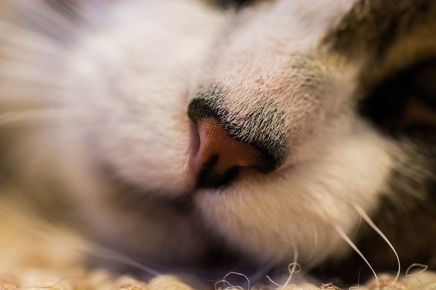 Cat-Noses-Macro-Photography