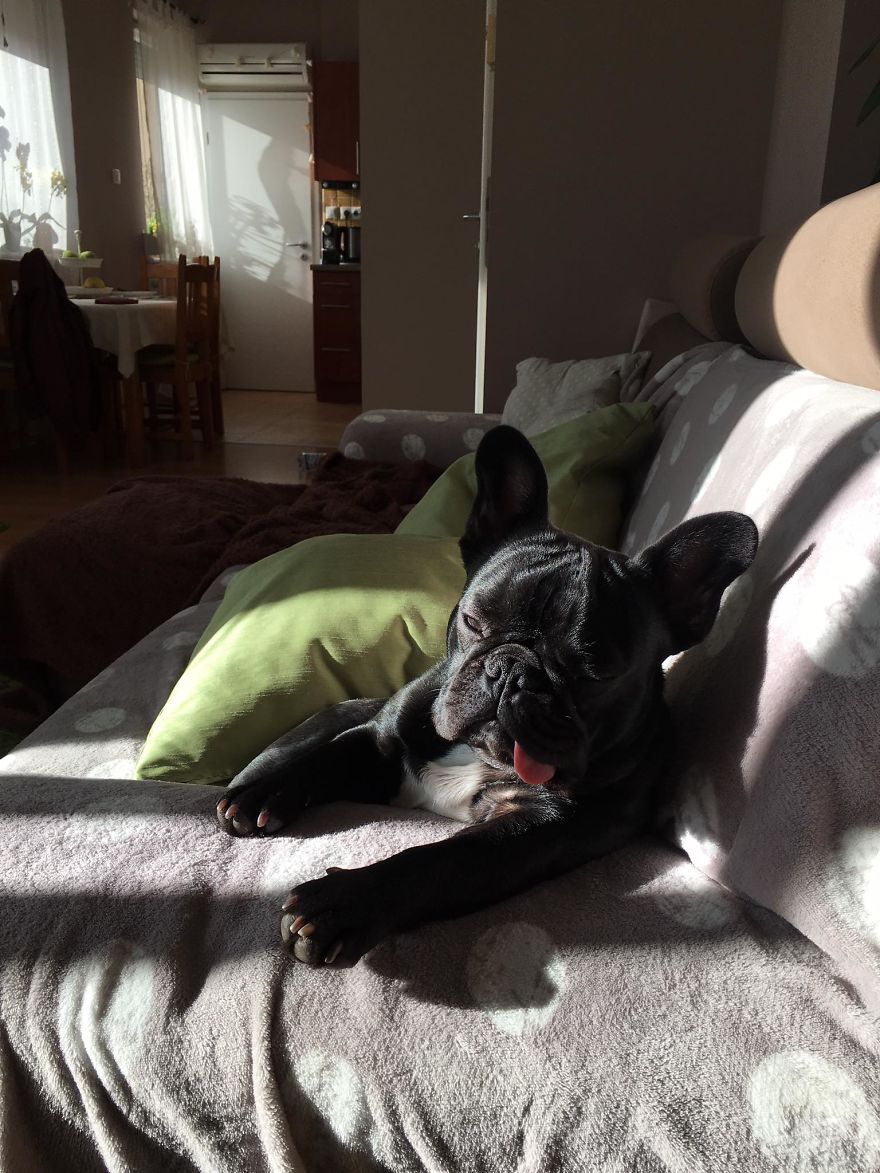 Meet Potato, The Cutest Lazy-Tongue French Bulldog Ever Meet Potato, The Cutest Lazy-Tongue French Bulldog Ever