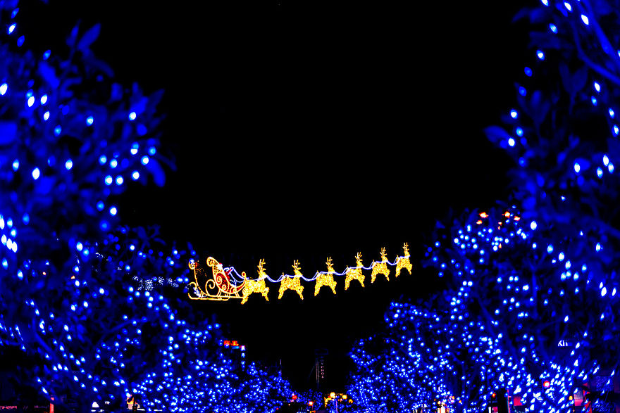 I Shot The Tree Beings