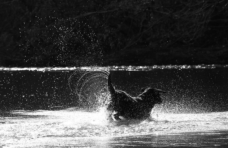 Otis The Black Labrador Loves Playing In The River Dee In North Wales