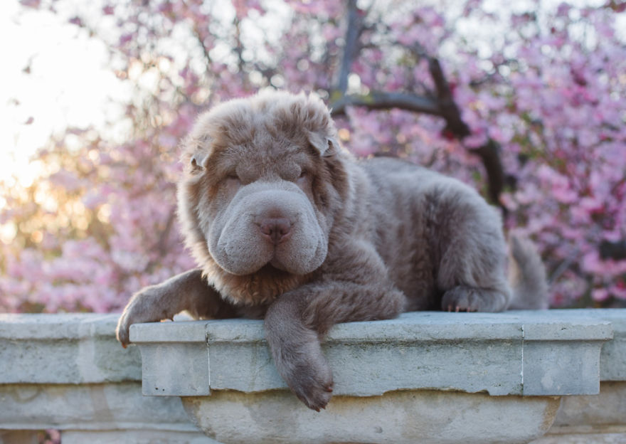 Londoner Bear Cub Looking For Adventures Londoner Bear Cub Looking For Adventures